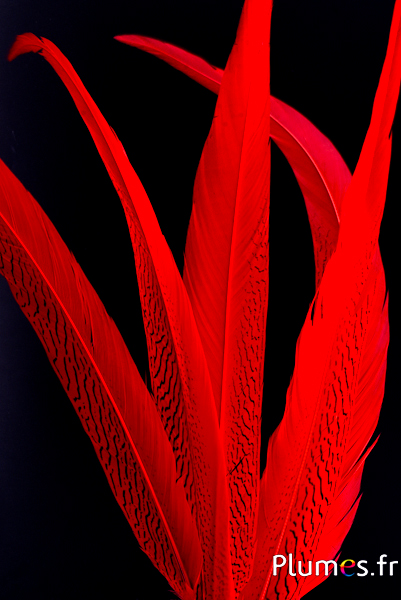 Faisan argenté - 60-70 cm - rouge